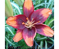 PACK LILIUM POT TINY LION