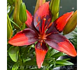 PACK LILIUM POT TINY INK