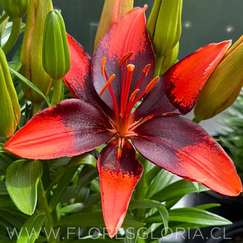 PACK LILIUM POT TINY INK