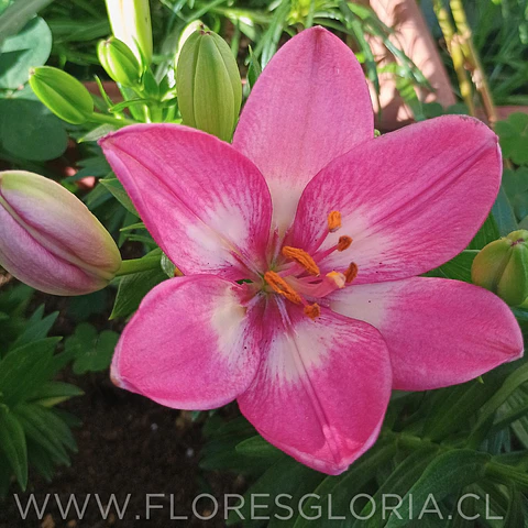 COLECCION BULBOS DE LILIUM POT MIX 