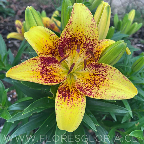 COLECCION BULBOS DE LILIUM POT MIX 