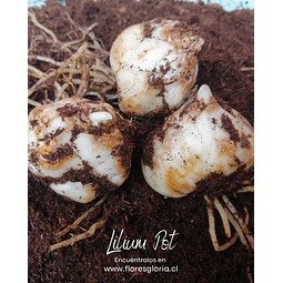 COLECCION BULBOS DE LILIUM POT MIX 