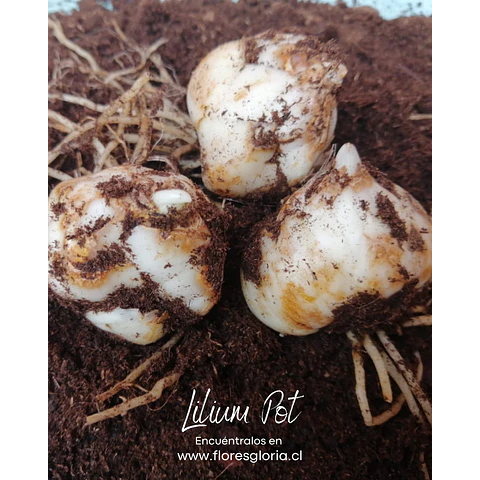 COLECCION BULBOS DE LILIUM POT MIX 