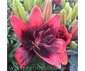 COLECCION BULBOS DE LILIUM POT MIX 