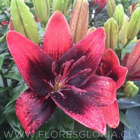 COLECCION BULBOS DE LILIUM POT MIX 