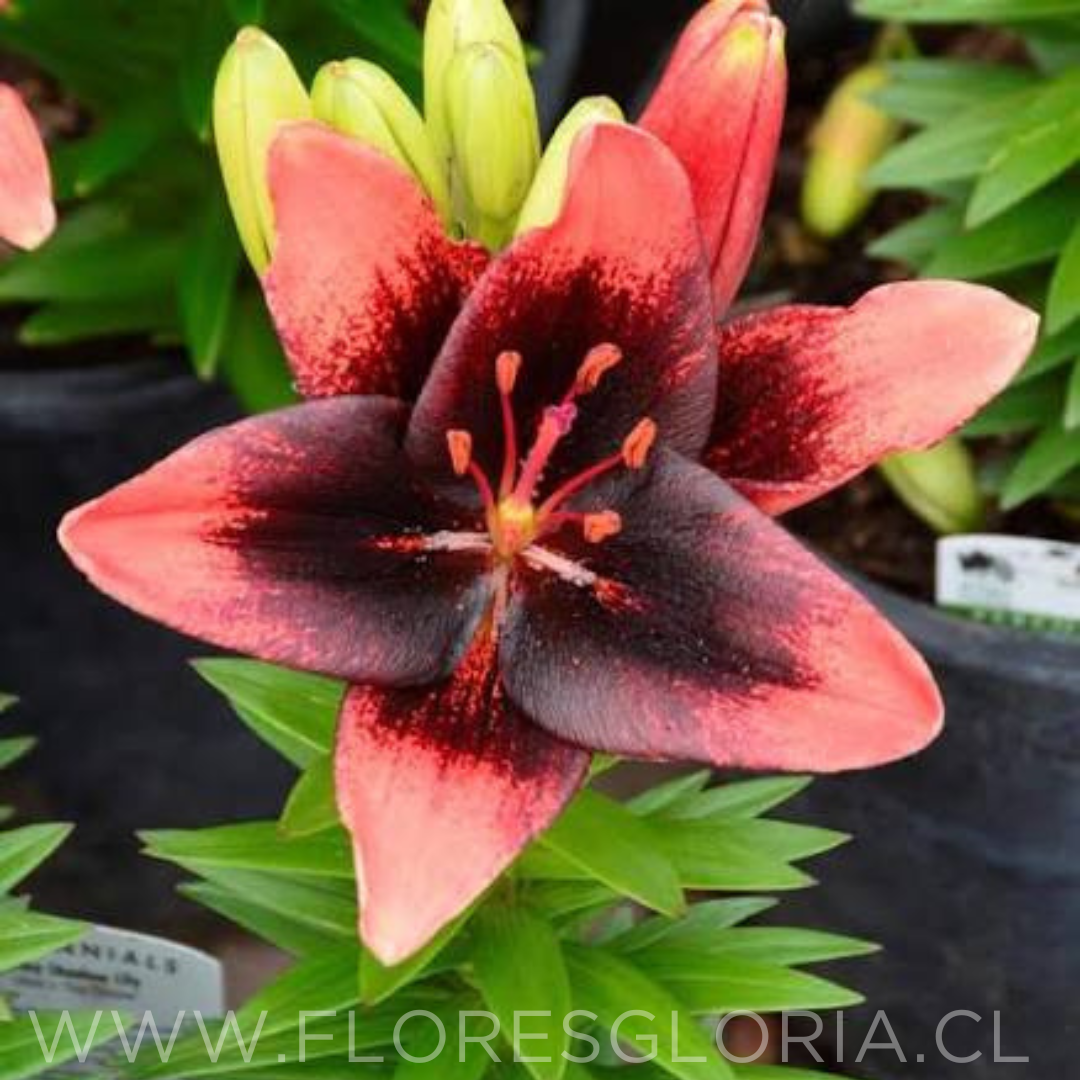 PACK LILIUM POT TINY SHADOW