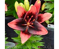 PACK LILIUM POT TINY SHADOW 