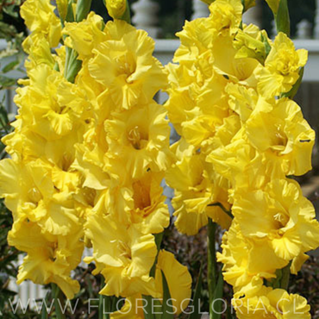 PACK CORMOS DE GLADIOLOS YELLOWA