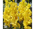 PACK CORMOS DE GLADIOLOS YELLOWA 