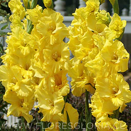 PACK CORMOS DE GLADIOLOS YELLOWA 
