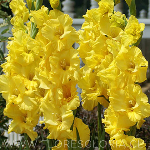 PACK CORMOS DE GLADIOLOS YELLOWA 