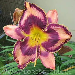 RIZOMA DE HEMEROCALLIS SIMMONS OVERTURE