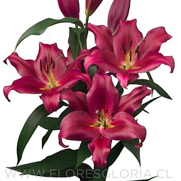 PACK LILIUM ORIENTAL REDFORD