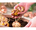 PACK LILIUM ORIENTAL CATINA