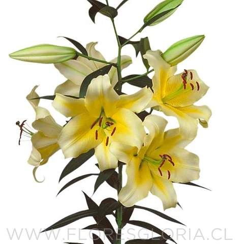 PACK LILIUM ORIENTAL CATINA