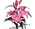 COLECCIÓN BULBOS DE LILIUM ORIENTAL MIX