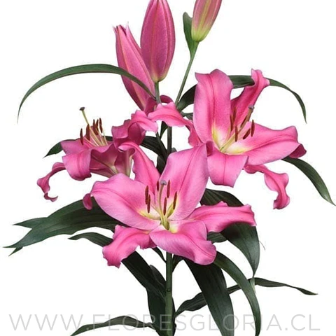 COLECCIÓN BULBOS DE LILIUM ORIENTAL MIX