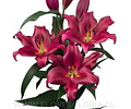 COLECCIÓN BULBOS DE LILIUM ORIENTAL MIX