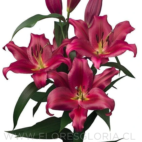 COLECCIÓN BULBOS DE LILIUM ORIENTAL MIX