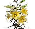 COLECCIÓN BULBOS DE LILIUM ORIENTAL MIX