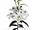 COLECCIÓN BULBOS DE LILIUM ORIENTAL MIX