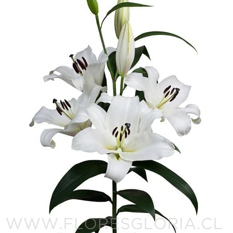COLECCIÓN BULBOS DE LILIUM ORIENTAL MIX