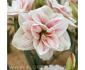 AMARYLLIS AQUARO