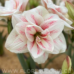AMARYLLIS AQUARO