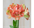 AMARYLLIS BEAUTIFUL EMOTION