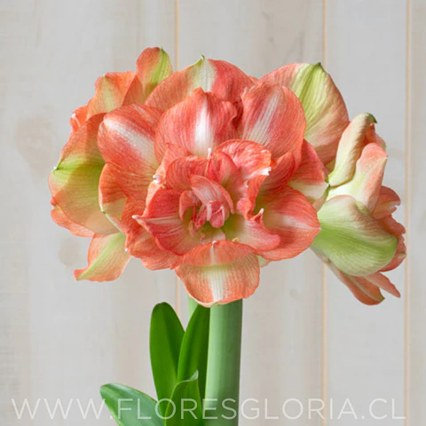 AMARYLLIS BEAUTIFUL EMOTION