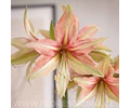 AMARYLLIS DANCE VALLEY