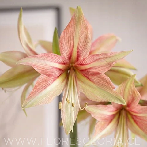 AMARYLLIS DANCE VALLEY