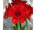 AMARYLLIS CHERRY NYMPH