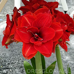 AMARYLLIS CHERRY NYMPH