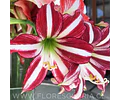 AMARYLLIS SANTIAGO