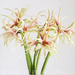 AMARYLLIS TARANTULA