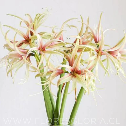 AMARYLLIS TARANTULA