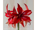 AMARYLLIS RED AMAZONE