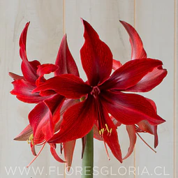 AMARYLLIS RED AMAZONE