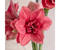 AMARYLLIS PINK SYMPHONY