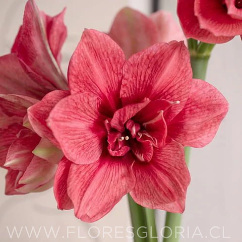 AMARYLLIS PINK SYMPHONY