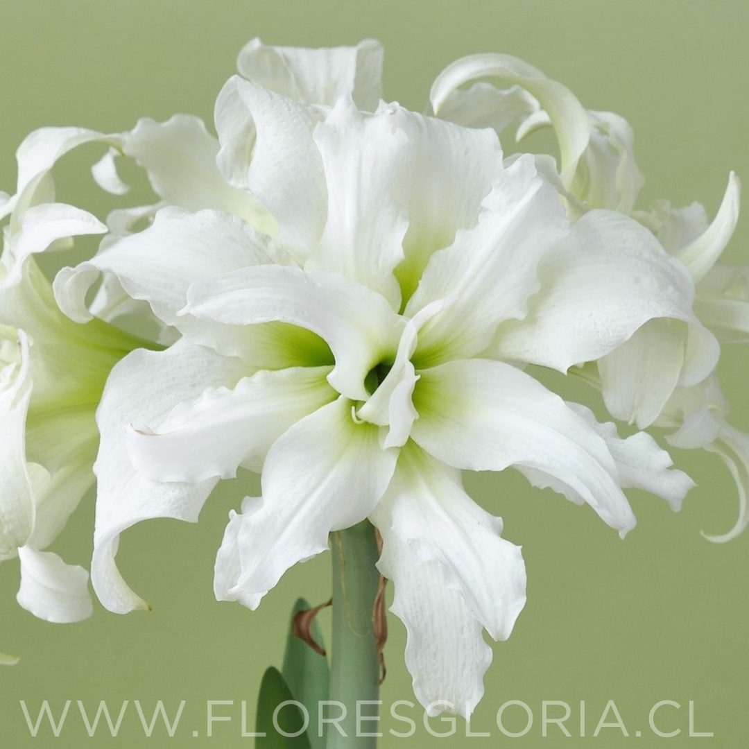 Amaryllis Ice Queen (Bulbo)