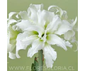 AMARYLLIS ICE QUEEN