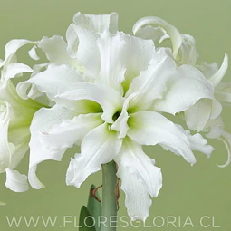 AMARYLLIS ICE QUEEN