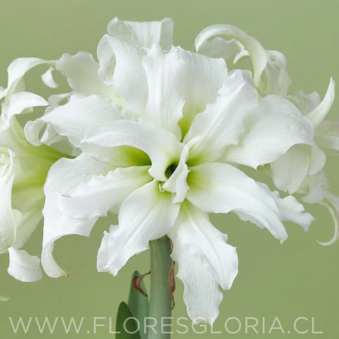 AMARYLLIS ICE QUEEN