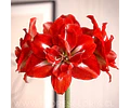 AMARYLLIS HAPPY NYMPH