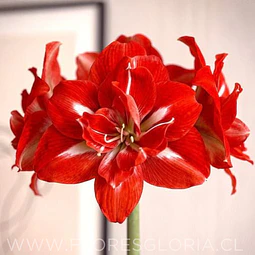 AMARYLLIS HAPPY NYMPH