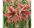 AMARYLLIS EXOTIC STAR