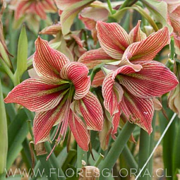 AMARYLLIS EXOTIC STAR