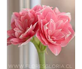 AMARYLLIS DOUBLE DREAM